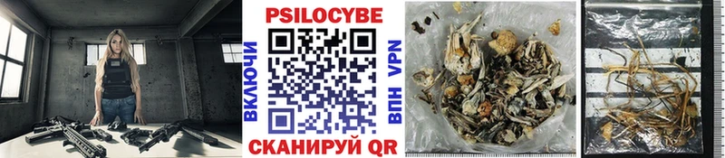 Псилоцибиновые грибы Cubensis  Малмыж 